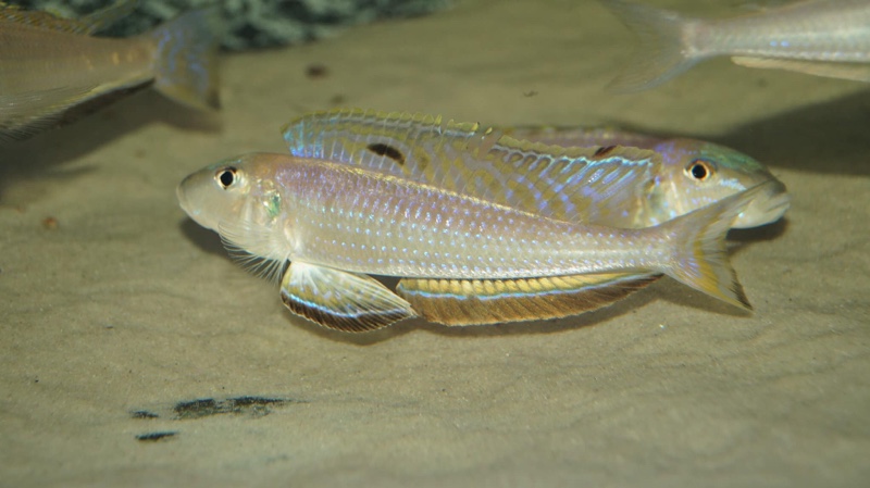 Enantiopus melanogenys 'Chituta Bay'